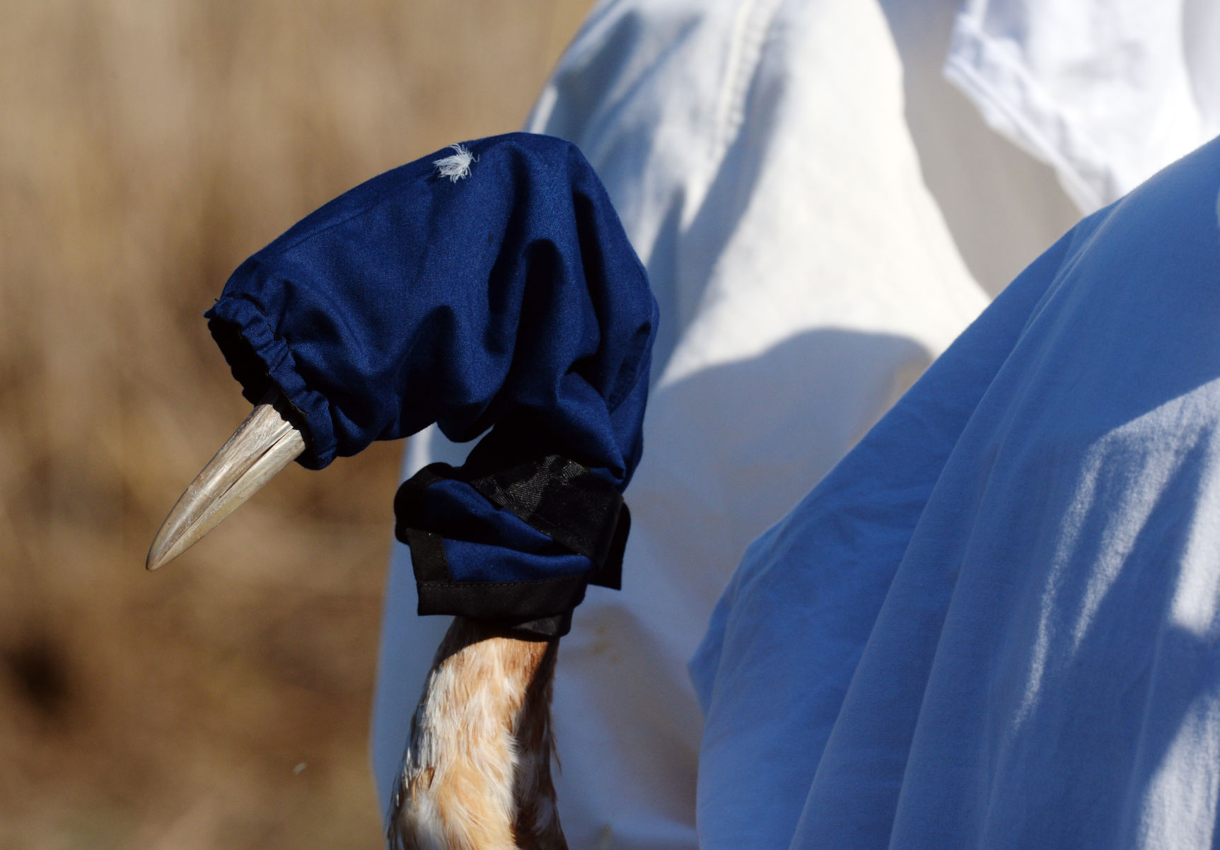 ACA.whoopingcranes20.111617